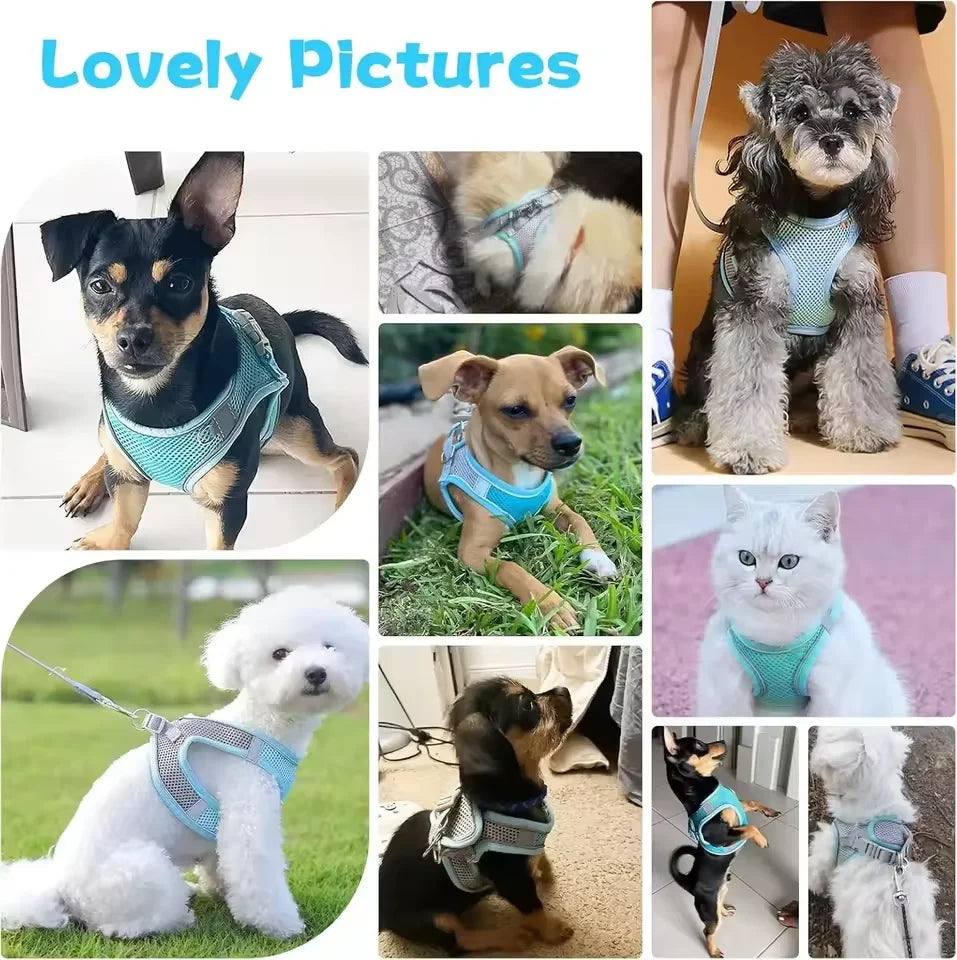 Cat and Dog Leash Anti-shedding Vest Breathable Reflective Pet Chest Harness Small Dog and Cat Leash Pet Outdoor Supplies