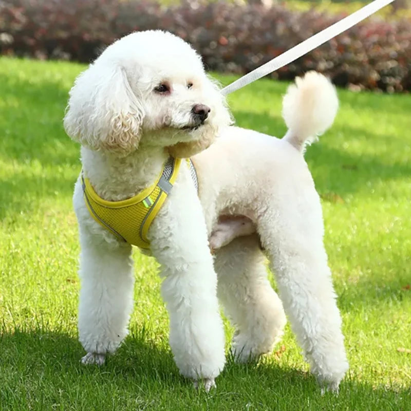 Cat and Dog Leash Anti-shedding Vest Breathable Reflective Pet Chest Harness Small Dog and Cat Leash Pet Outdoor Supplies